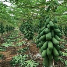 Customer is getting high yield from our seedlings